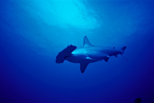 1. Hammerhead sharks migrate to warmer waters in winter to breed and to cooler waters in su.jpg