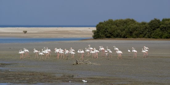 Flamingos in den Mangroven.jpg