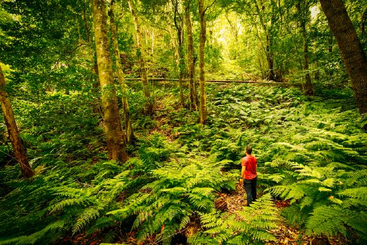 La Palma_Bosque de L~s_David Rosario.jpg