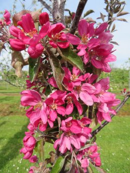 artevos_apfel_tigawa® ‘UEB 55861‘-s-_bluete.jpg