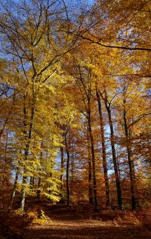 Wald-Herbst_Foto-Yannick_Baumann.jpg