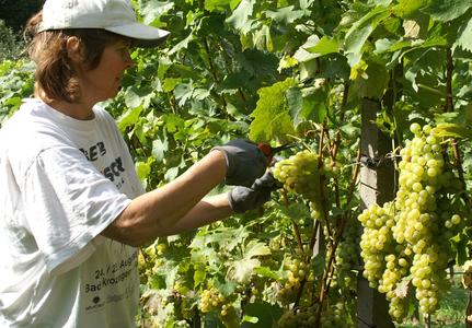 Weinlese in Oberkirch. Foto: ds-press