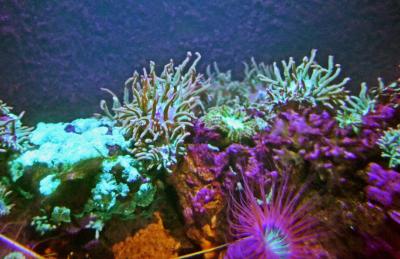 Sandanemone
