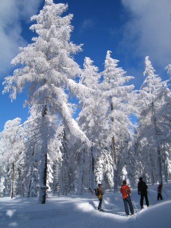 Winter-Bayerischer-Wald.JPG