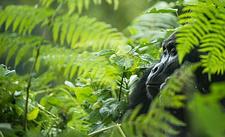 Berggorillas zum Jahresbeginn: 9-tägige Aktivreise über Silvester nach Ruanda