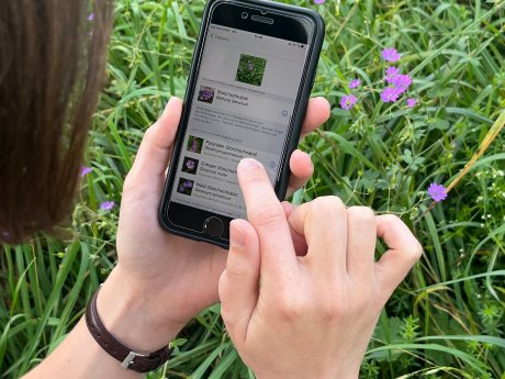 PM BoSti Insektendetektive App iNaturalist quer.jpg