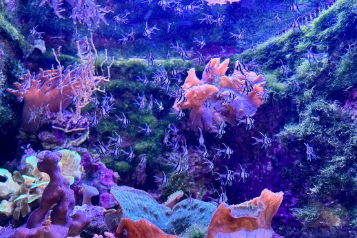 20260113_HAG_Nachzuchten Banggai-Kardinalbarsche_Tropen-Aquarium Hagenbeck.JPG