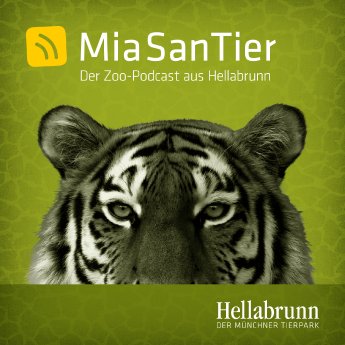 Cover_Mia san Tier - Der Zoo-Podcast aus Hellabrunn_Tiger Ahimsa_Hellabrunn_2020.jpg