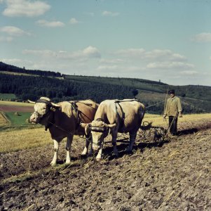 Schwer war die Arbeit in der Landwirtschaft – gepflügt wurde mit dem Kuhgespann