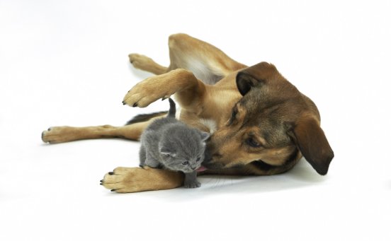 Mit den Tipps der AGILA werden Hund und Katze beste Freunde (www.agila.de).jpg