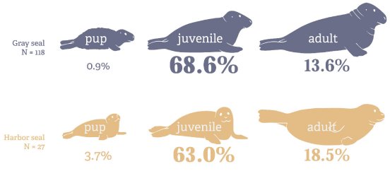 Prozentualer Anteil der verhedderter Robben im Wattenmeer, aufgeschlüsselt nach Altersgruppen.jpg