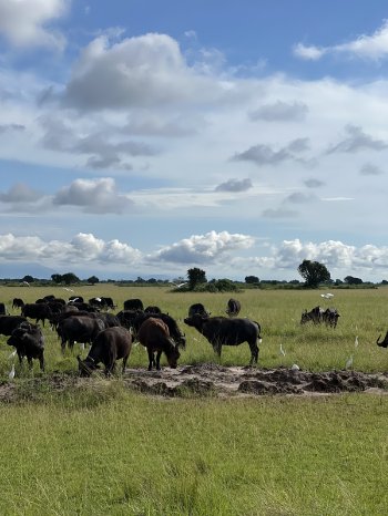 Bu╠êffelherde (c) Claire Zaiser, Karawane.jpg