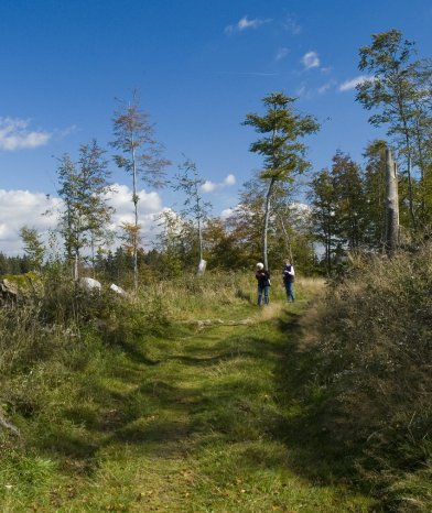 waldweg.jpg