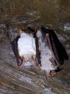 Zwei Große Mausohren-Fledermäuse überwintern im Stollen nahe Altenau im Oberharz, ©Siegfried Wielert