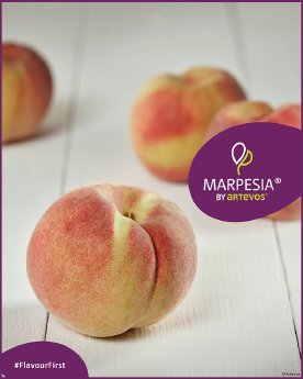 Artevos_Pfirsich_Marpesia®_‘UPR1‘-s-_Früchte.jpg