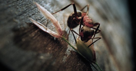 260329_INSEKTEN_StillHQ_05.jpg