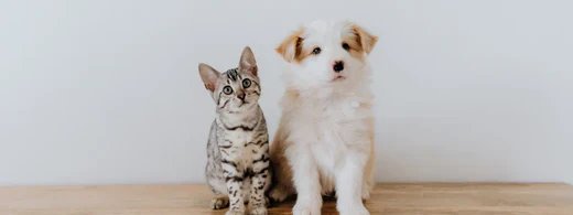 pet-blog-1920x719_1280_520x500_e7c44eb7-10ed-431a-8d6c-933564daefd2.webp