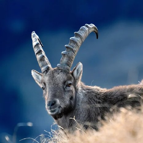 Pilatus_Steinbock_hoch.webp