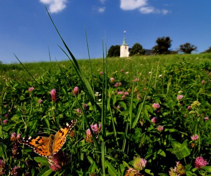 Michaelsberg Schmetterling, Foto Martin Heintzen.jpg