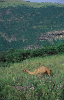 K800_Salalah©MinistryofTourism,SultanateofOman.JPG