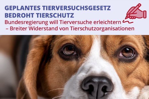 Visual%20Bundestagspeti%20PM%20mit%20Text.jpg