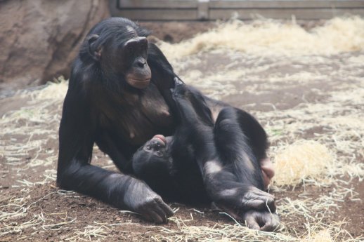 2025 Bonobo AYEBI mit JT ©Zoo Frankfurt  (3).JPG