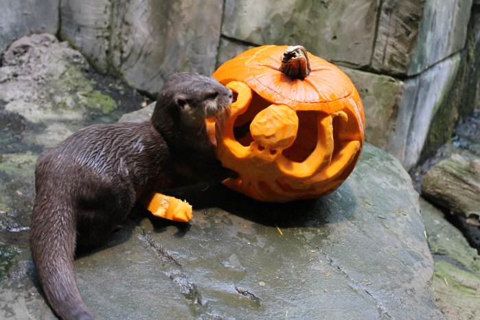 Halloween Kürbis Otter 2.JPG