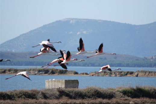 flamingos_narta_lagoon_(c)_zydjon_vorpsi_ppnea.jpg