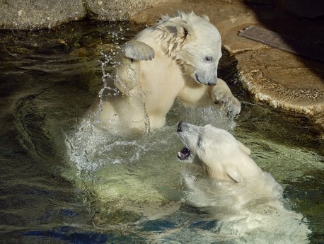 Eisbären-Zwillinge@Bernd Ohlthaver 1.jpg
