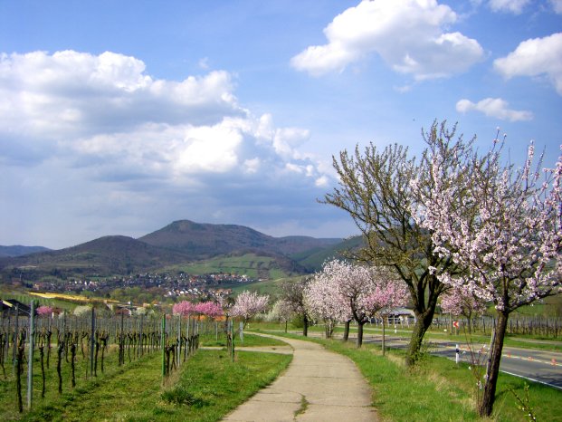 Mandelblüte in der Pfalz 070409 086.jpg