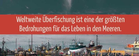 Weltweite-Überfischung-Bedrohung-für-das-Leben-in-den-Meeren-30-800x324px.jpg