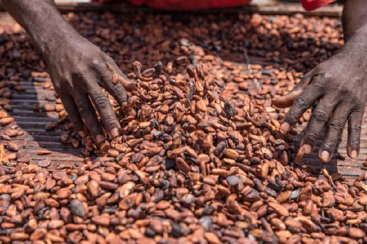Cocoa-farmer-King-Baudouin-African-Development-Prize-flickr.com-(2)[1].jpg