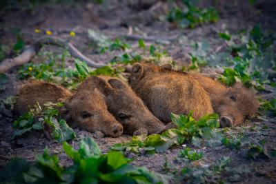 Schwarzwild im Gehege Waldhaus. Wildschweine sind bei Landwirten wegen der durch sie verursachten Schäden gefürchtet und schwer zu bejagen. Dafür haben sie sehr schmackhaftes Fleisch.
Foto: Peter Neunteufel