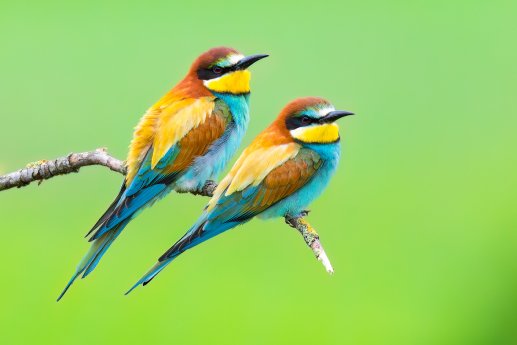 Bienenfresser (1) Hannes Bonzheim.jpg