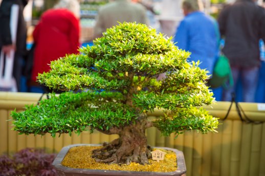 Koi und Aquaristik 3.jpg