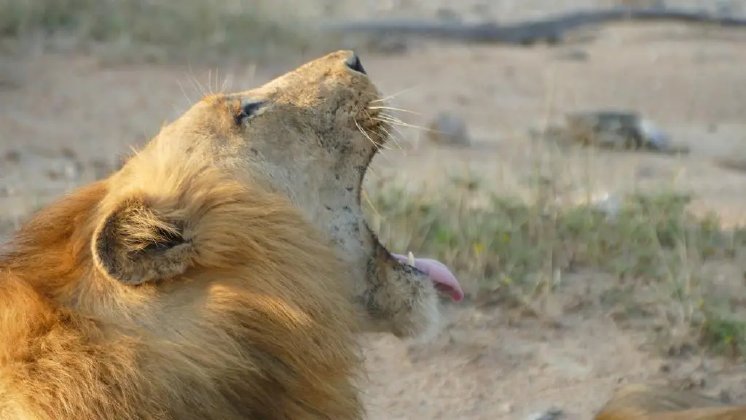 Big 5 Safari - Balule.webp