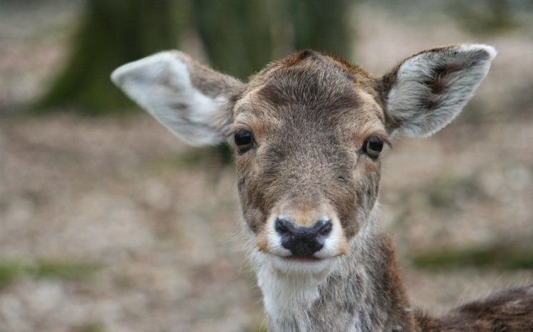 Wild-Park Klaushof (c) Heike Ulsamer.jpg