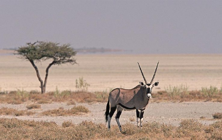 Namibia_Wildlife 2.jpg