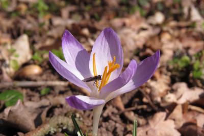 Blüten mit Insekten / Foto: Susanne Jost, Untere Naturschutzbehörde