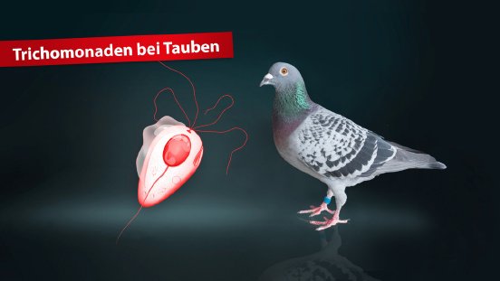 header-trichomonaden-tauben-2048x1152-1.jpg