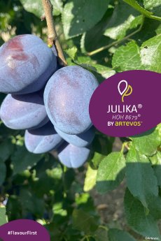 Artevos_Zwetschge_Julika®_‘HOH8679‘-s-.jpg
