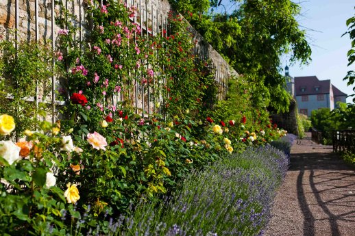 Rosen in Dornburg (c) TTV-Jens Hauspurg.jpg