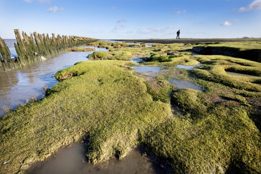 Wattwandern Moddergat (c) Marcel van Kammen.jpg