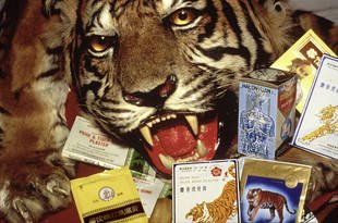 Chinesische Medizin aus Tigerprodukten.jpg