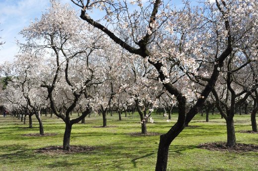 Can_Bordoy_Almond_Trees.jpg