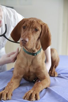AGILA rät Tierhaltern im Krankheitsfall immer zuerst den Rat eines Tierarztes einzuholen (w.JPG