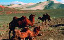 Kamele in der Wüste Gobi