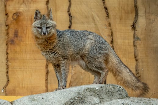 PM_NK Zoo erweitert Tierbestand um seltene Graufuechse.jpg