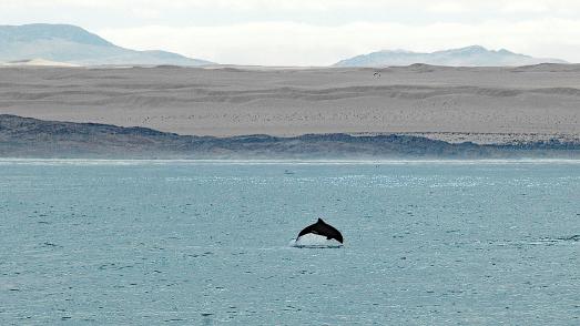 Ein Heaviside-Delfin vor der Küste von Namibiа (Bild: Manfred Marschner)