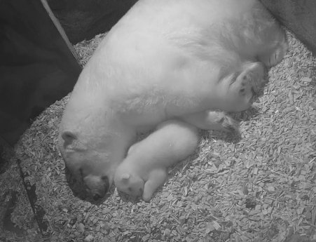 Eisbärin Milana und ihr Jungtier ruhen sich aus - Erlebnis-Zoo Hannover.jpg